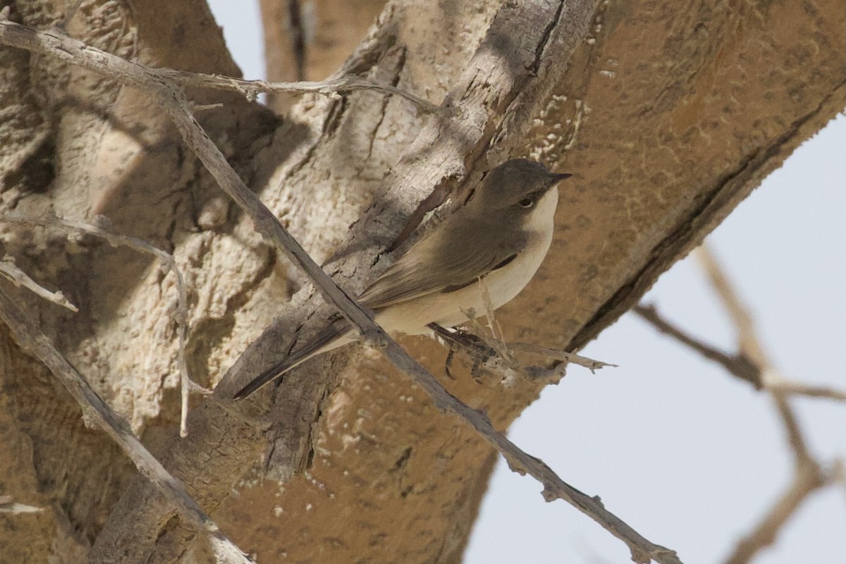 Lesser Whitethroat - ML645956640
