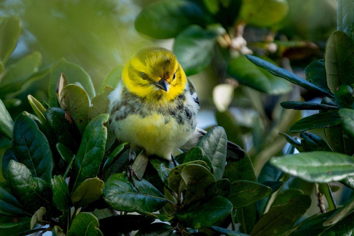 Black-throated Green Warbler - ML645956641