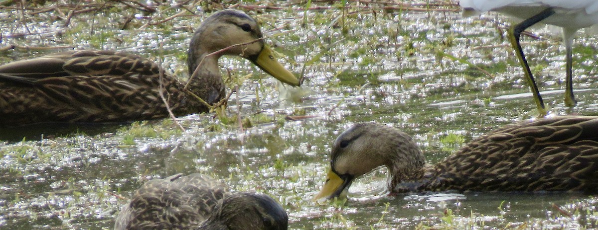 Mottled Duck - ML645956643