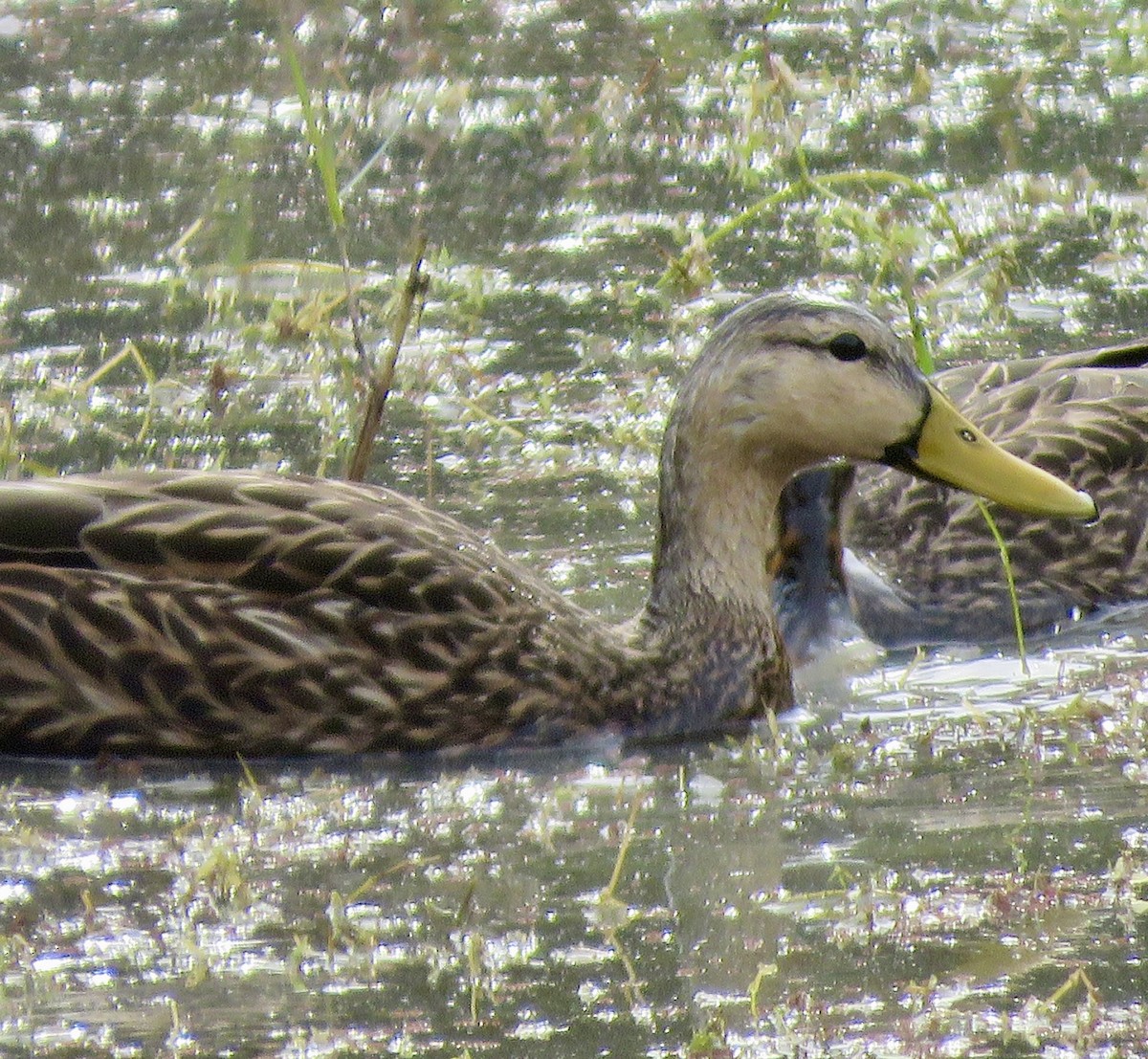 Mottled Duck - ML645956644