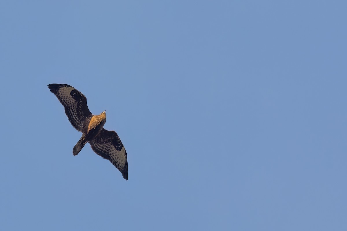 Common Buzzard - ML645956648