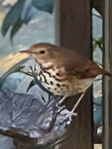 Hermit Thrush - ML645956649