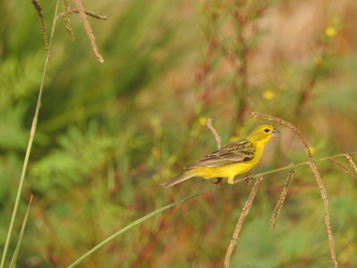 Grassland Yellow-Finch - ML645956650