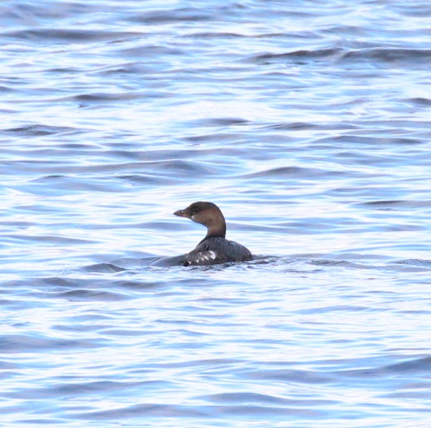 Bindentaucher - ML645956658