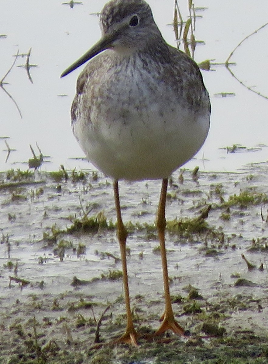 Greater Yellowlegs - ML645956663