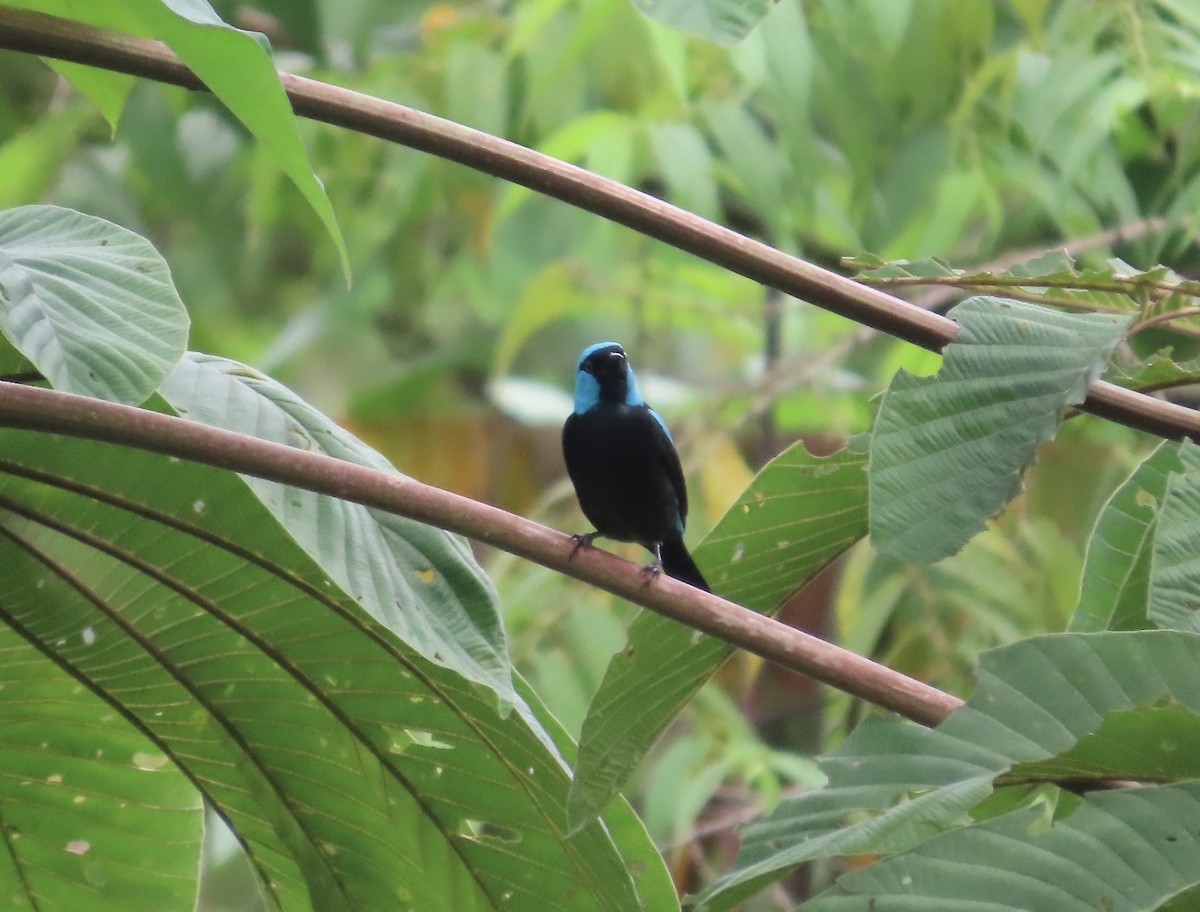 Цукрист синьощокий - ML645956671