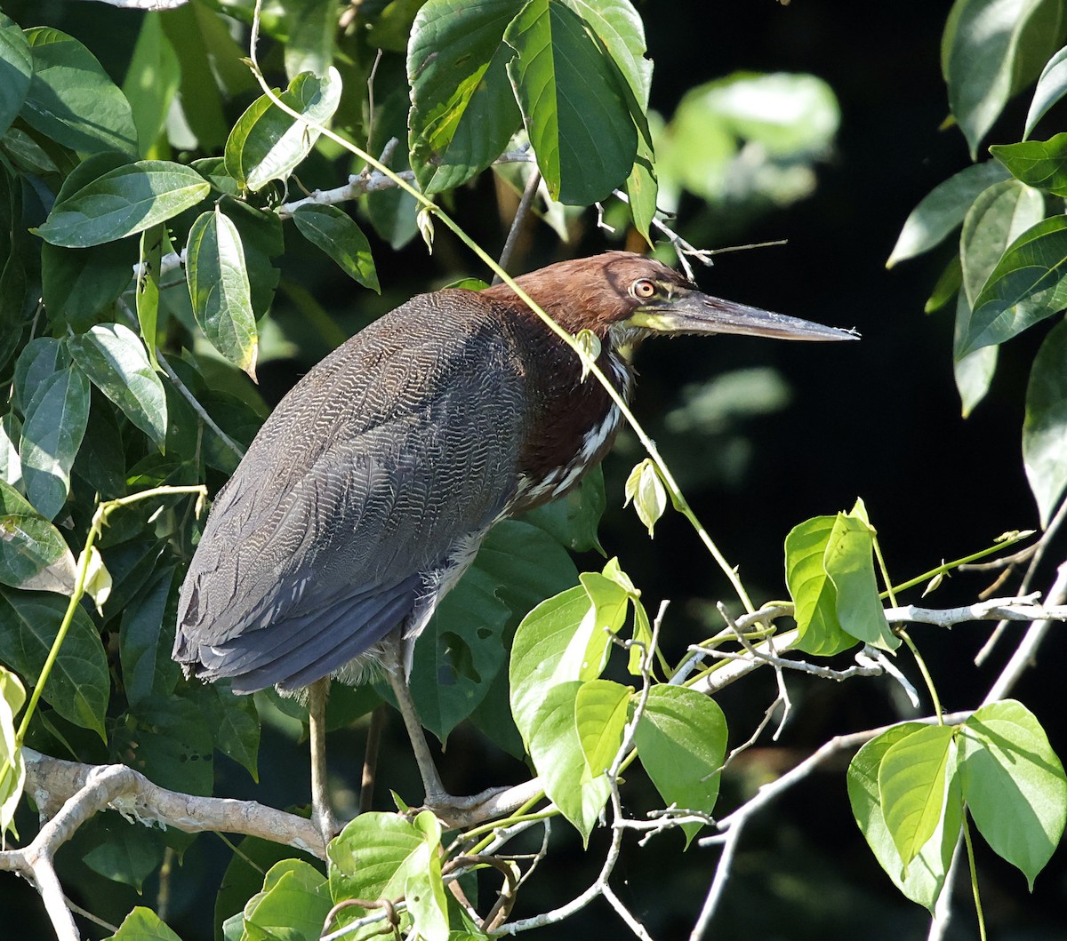 Бушля рудошия - ML645956673