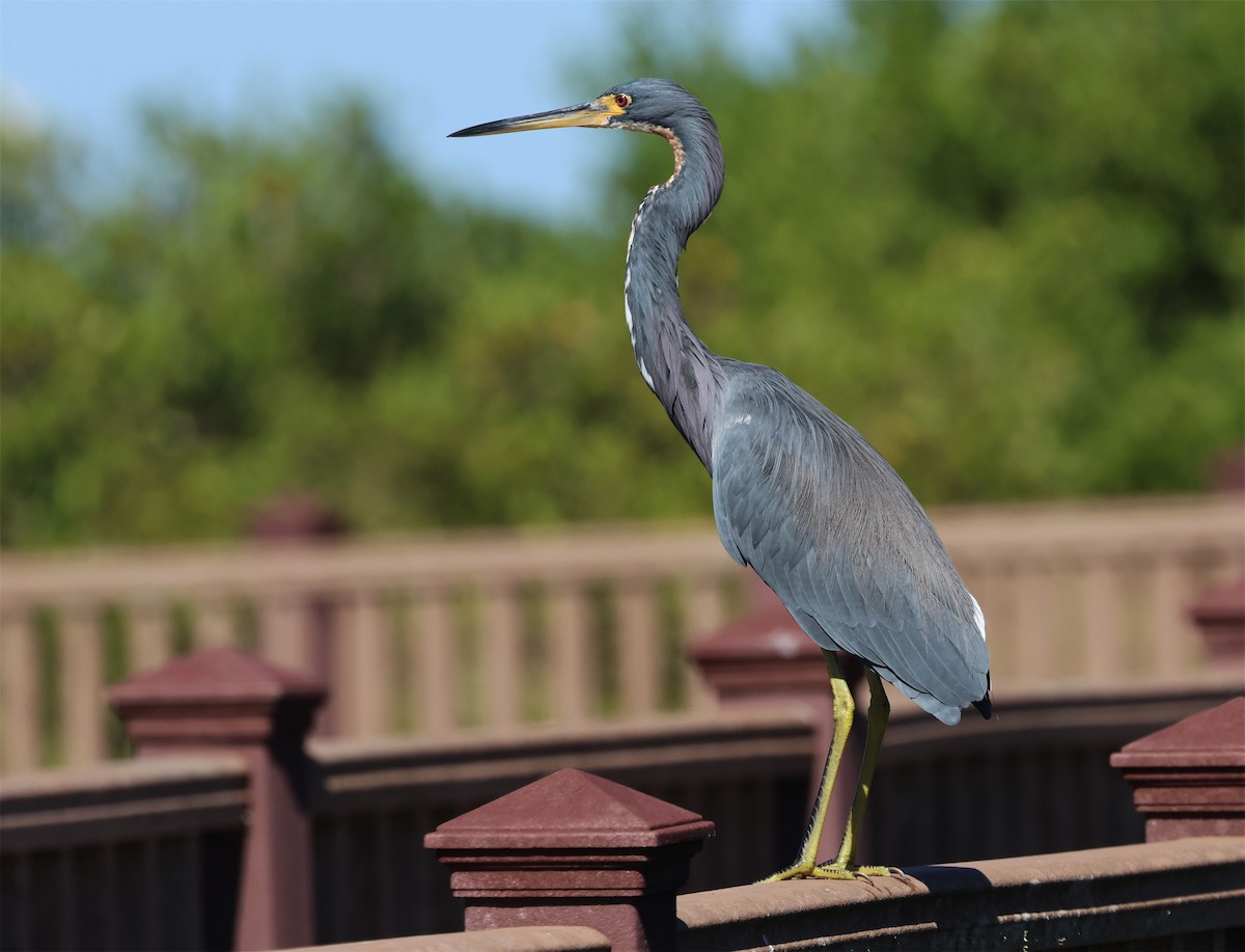 Чепура трибарвна - ML645956674