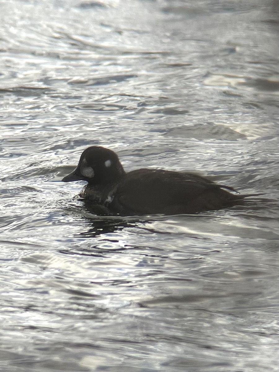 Harlequin Duck - ML645956675