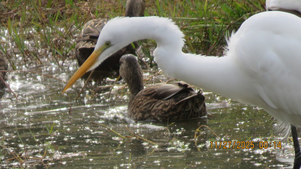 Чапля велика - ML645956676