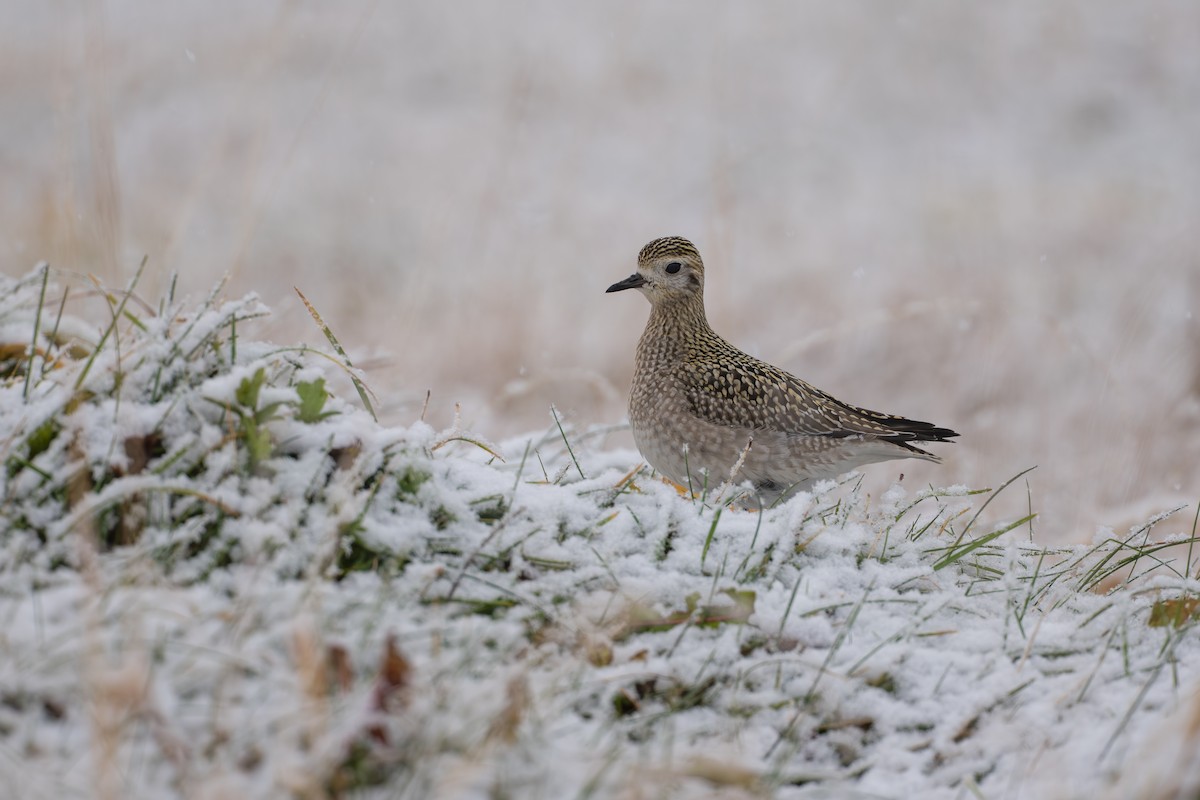 Сивка бурокрила - ML645956677