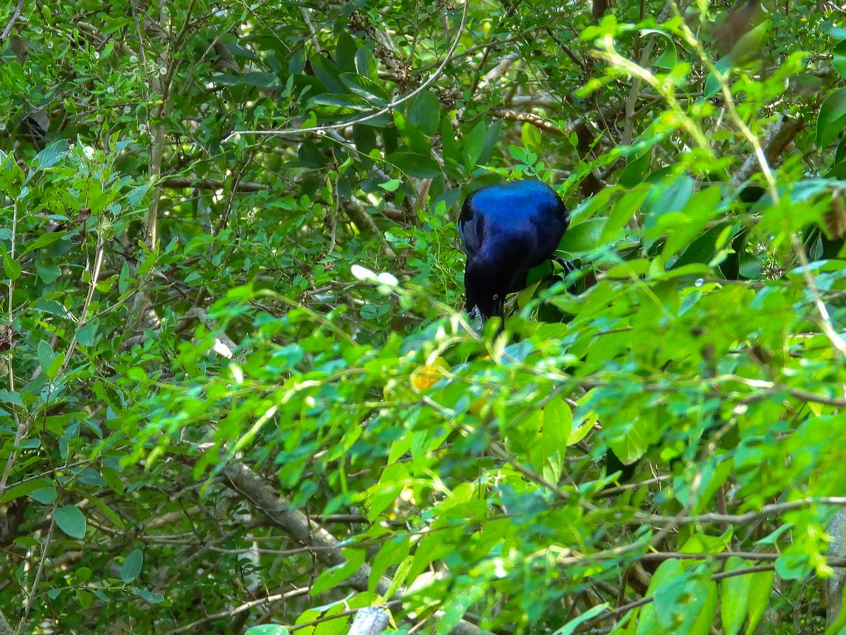 Гракл великохвостий - ML645956678