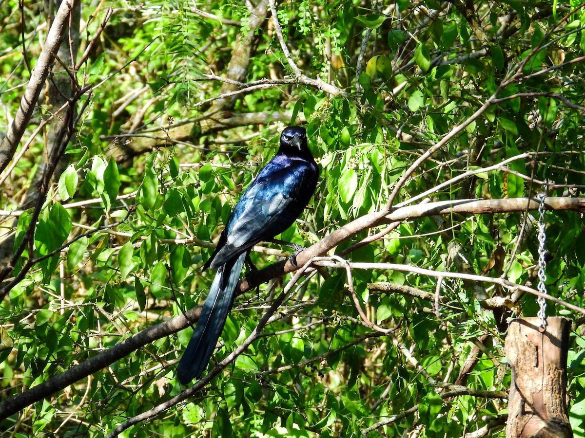 Гракл великохвостий - ML645956679