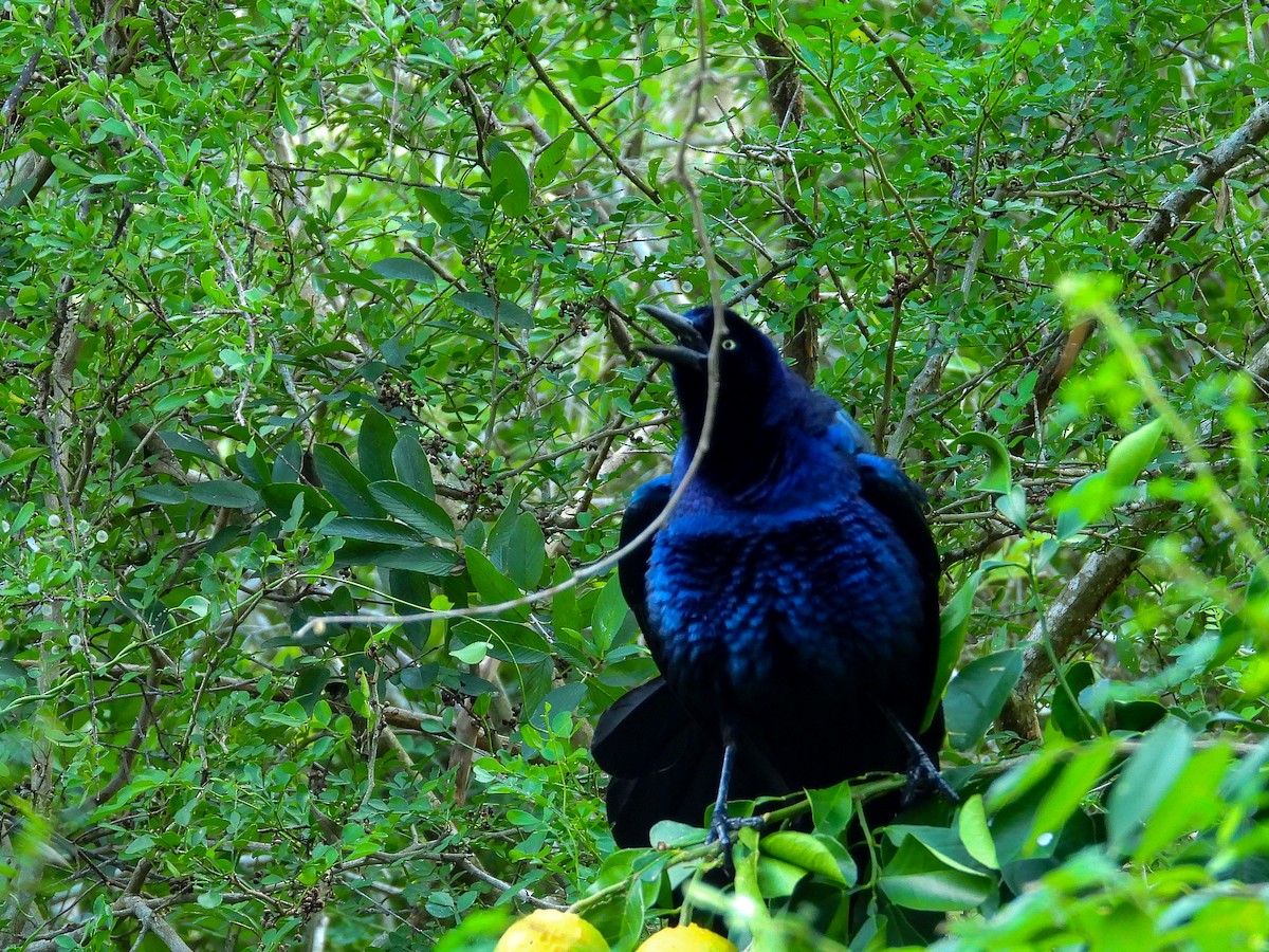 Гракл великохвостий - ML645956680