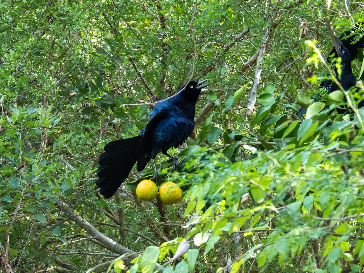 Гракл великохвостий - ML645956681