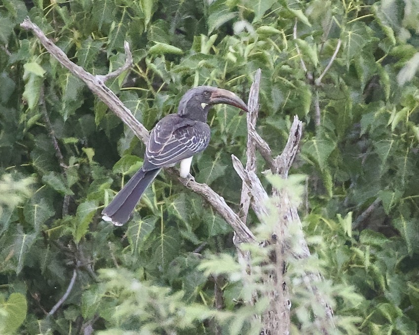 Токо ефіопський - ML645956682