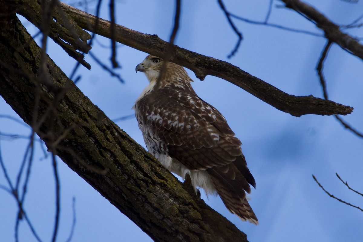 Канюк неоарктичний - ML645956683