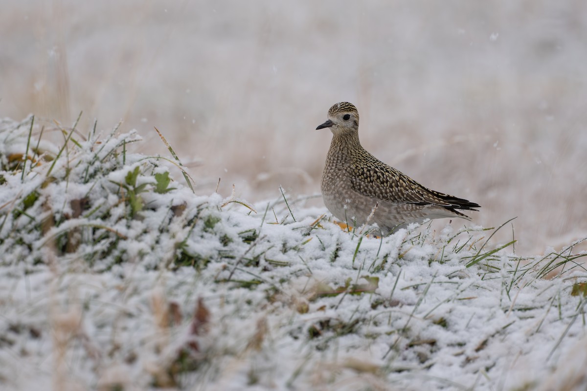 Сивка бурокрила - ML645956686
