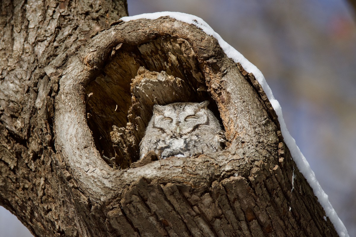 Сплюшка північна - ML645956689