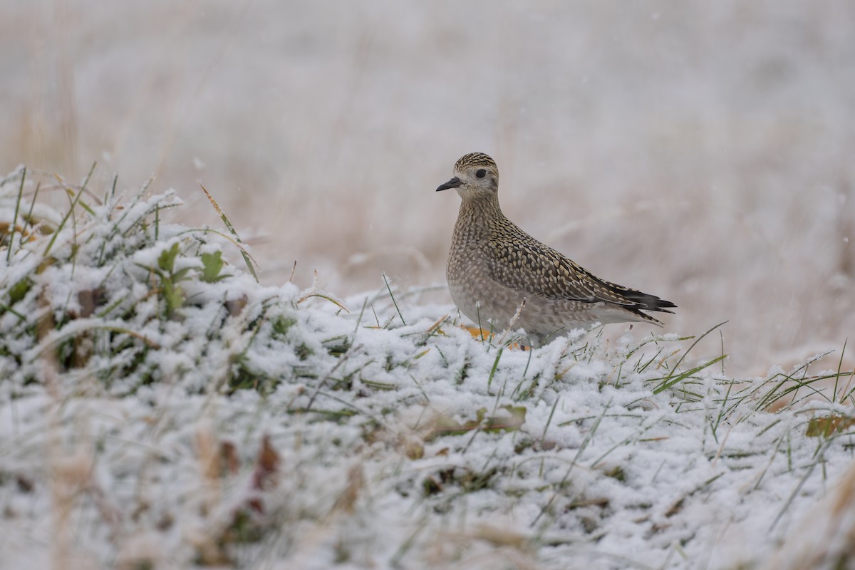 Сивка бурокрила - ML645956690