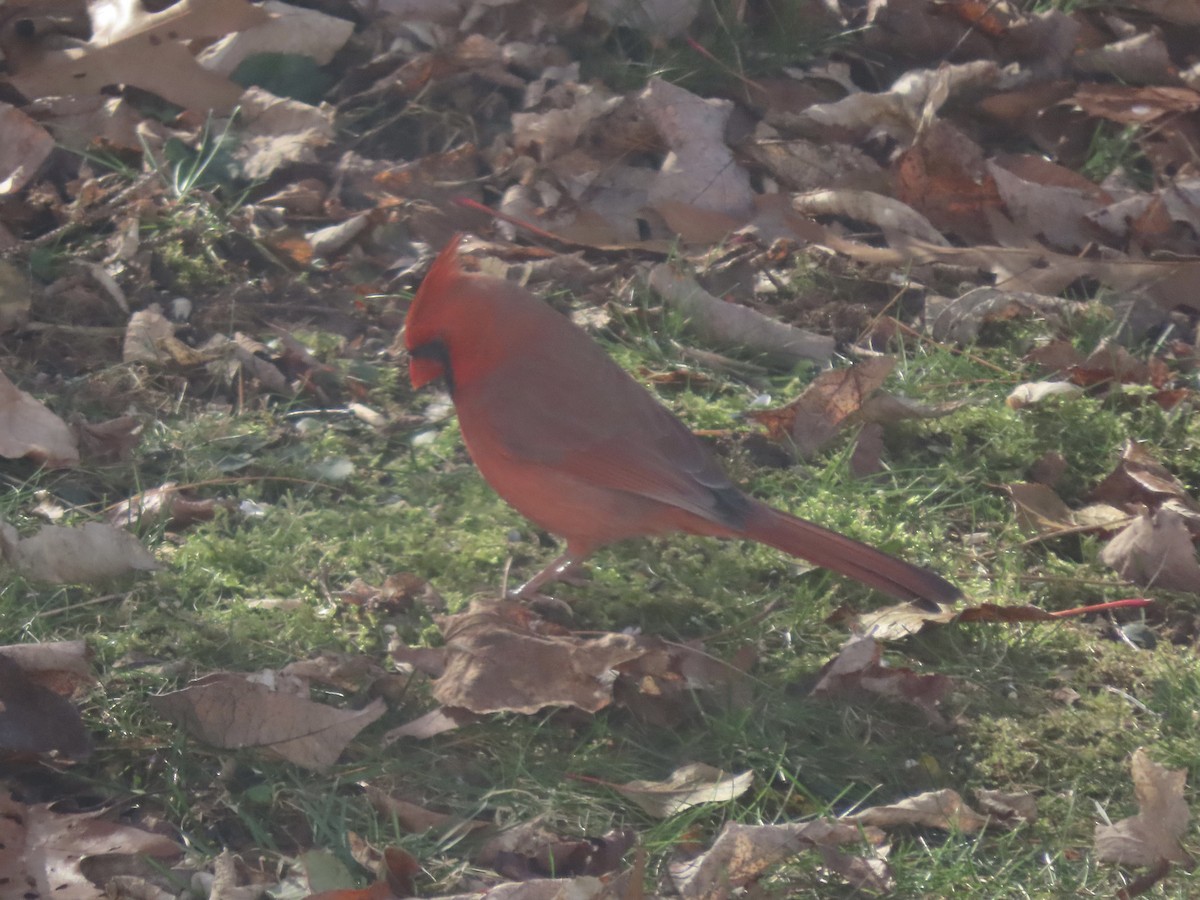 Кардинал червоний - ML645956691