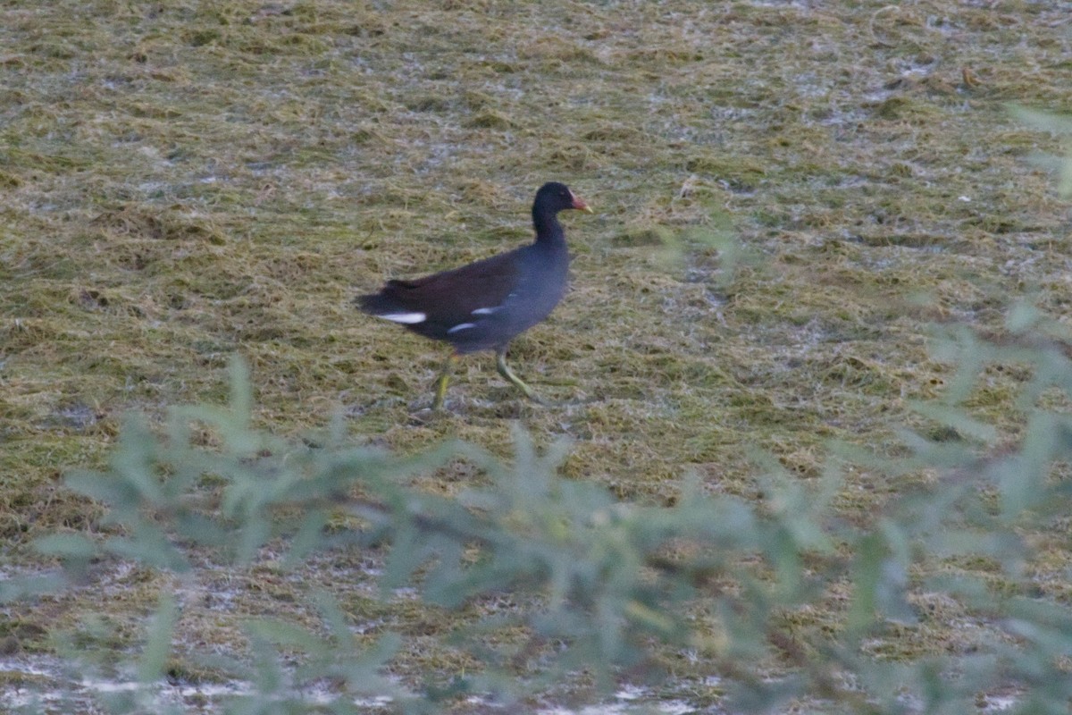 Курочка латиноамериканська - ML645956692