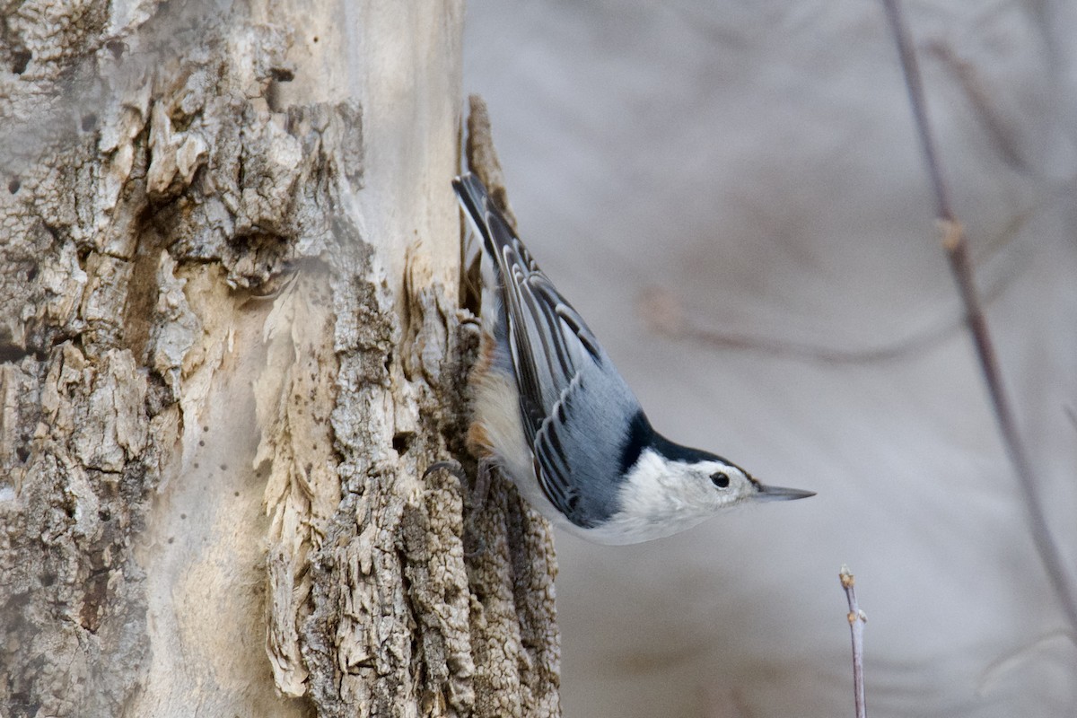 Повзик каролінський - ML645956694