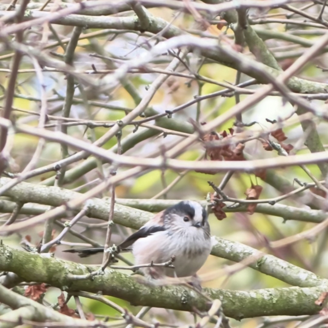 Синиця довгохвоста - ML645956695