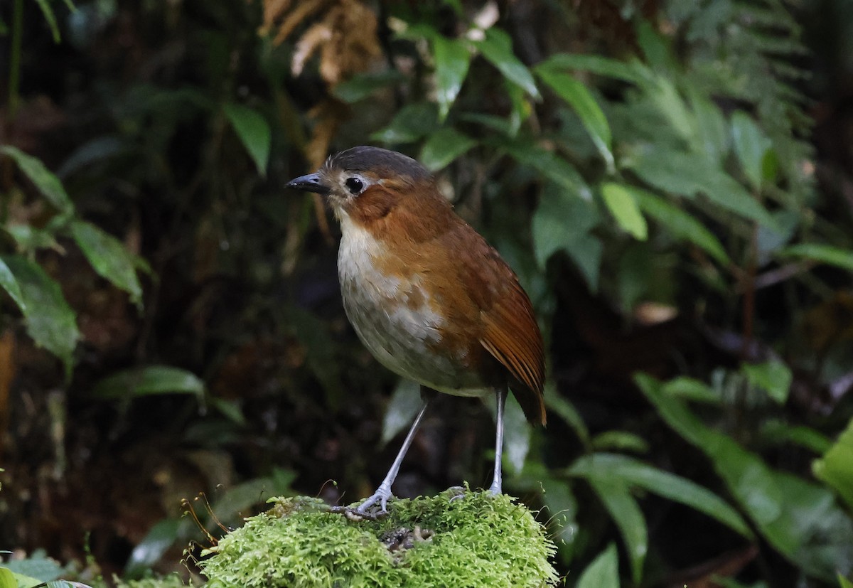 Мурашниця темноголова - ML645956696