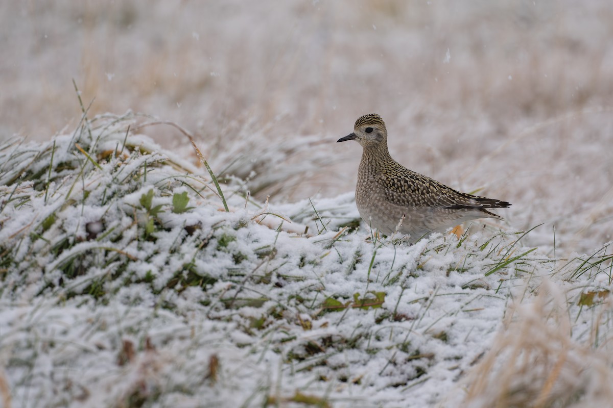 Сивка бурокрила - ML645956697