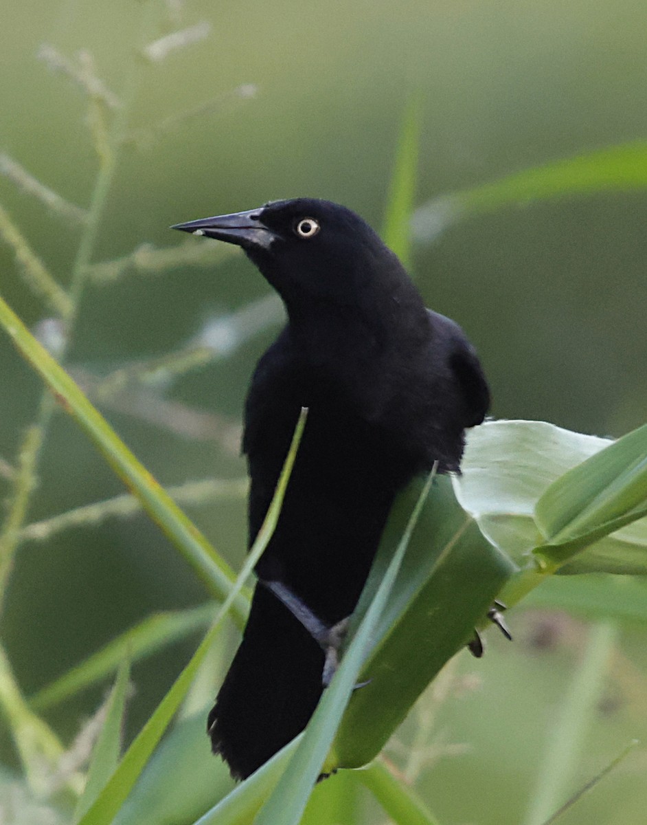 Варілеро жовтоокий - ML645956698