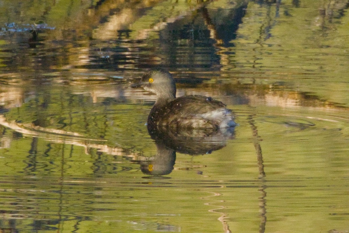 Пірникоза домініканська - ML645956700