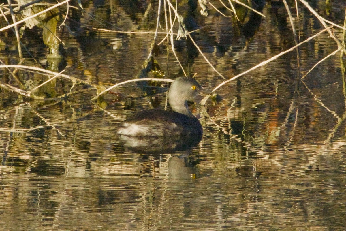 Пірникоза домініканська - ML645956701