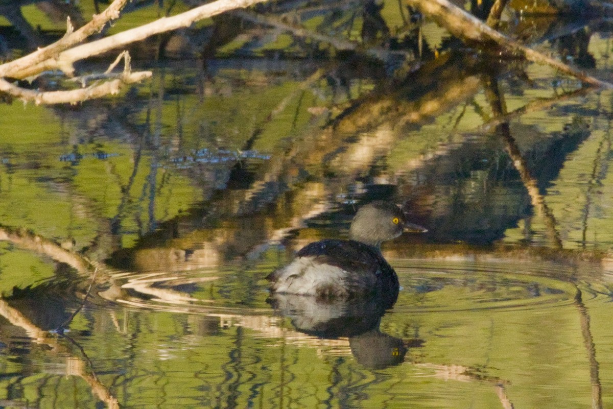 Пірникоза домініканська - ML645956702