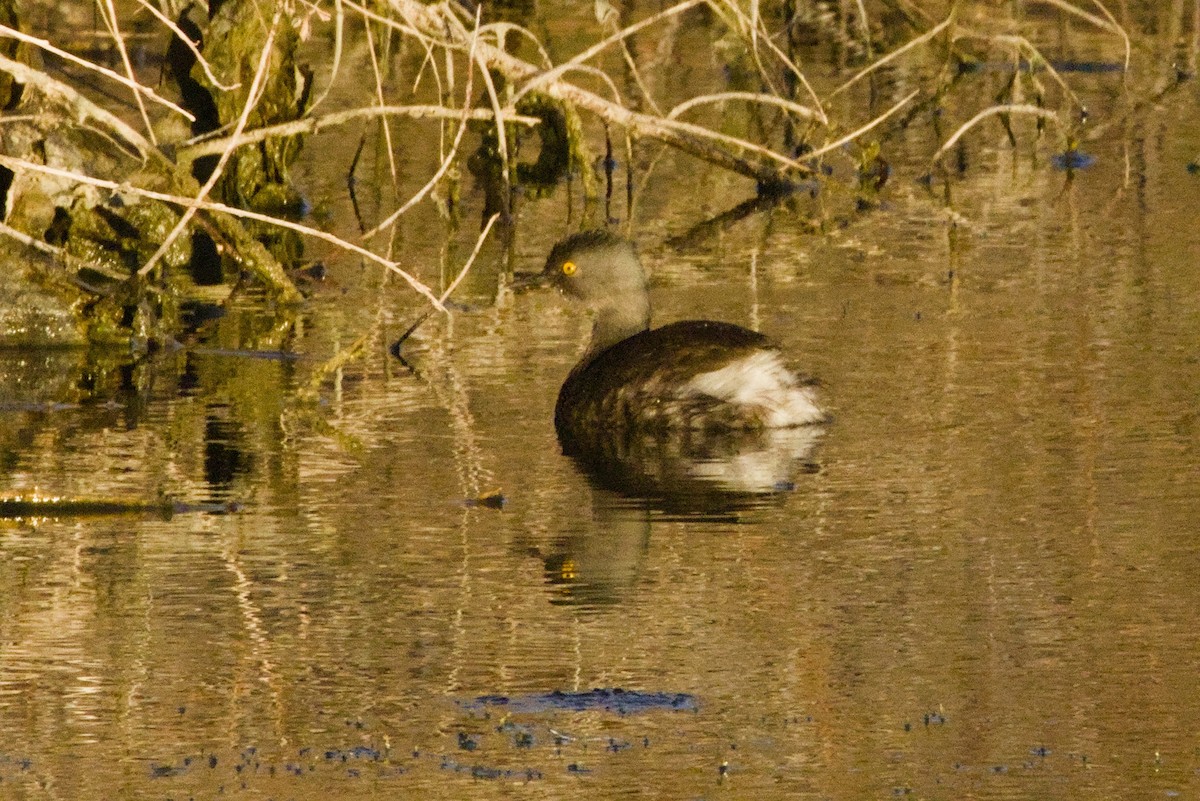Пірникоза домініканська - ML645956703