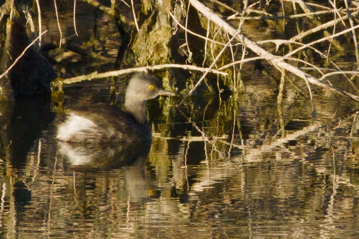 Пірникоза домініканська - ML645956704