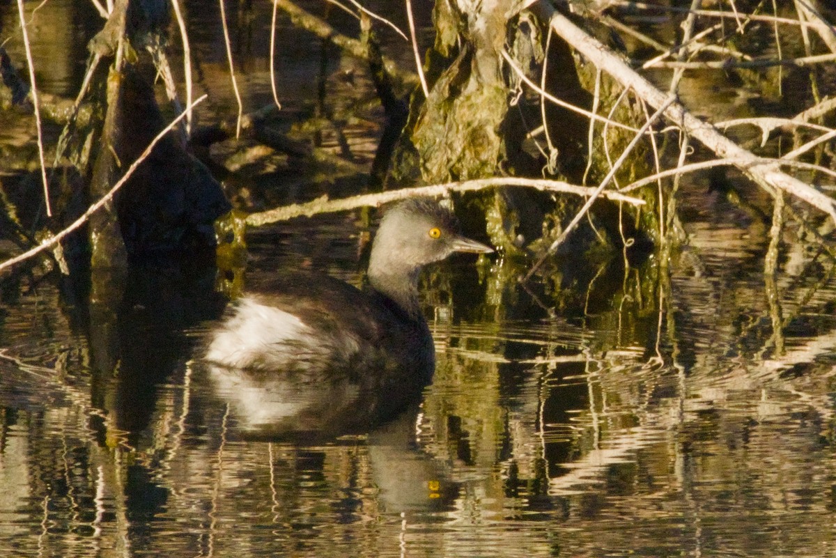Пірникоза домініканська - ML645956705