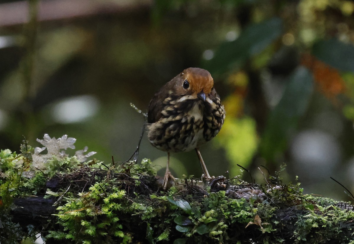 Понгіто бурий - ML645956706