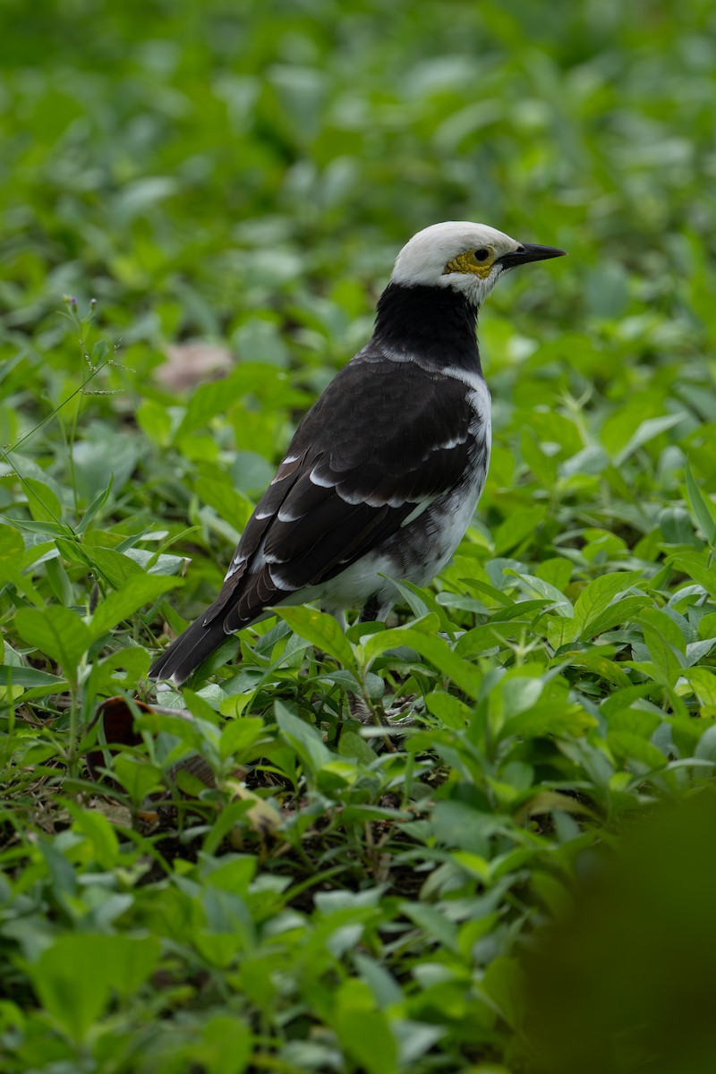 Шпак чорношиїй - ML645956707