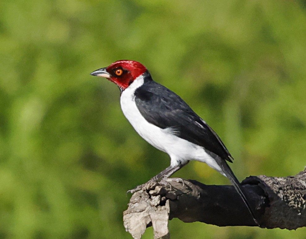 Пароарія амазонійська - ML645956708