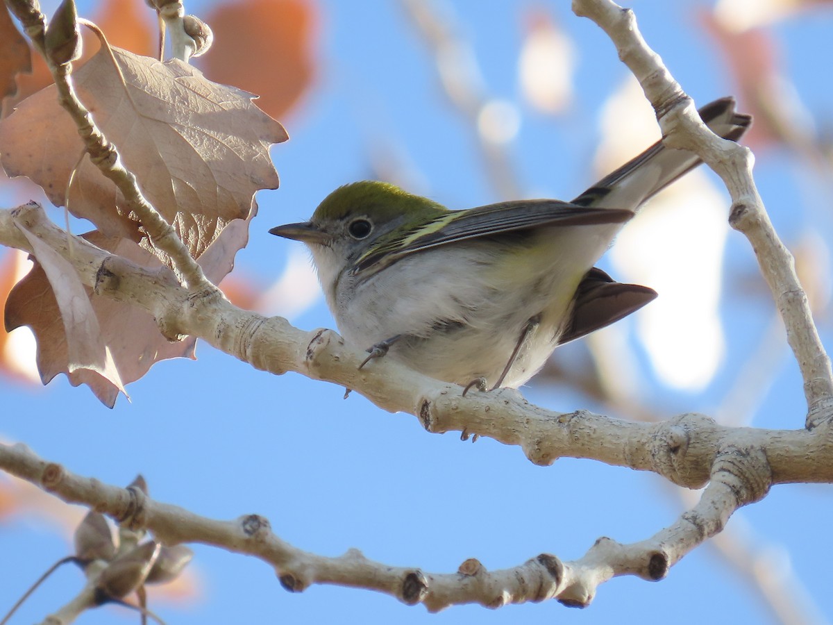 Chestnut-sided Warbler - ML645956709