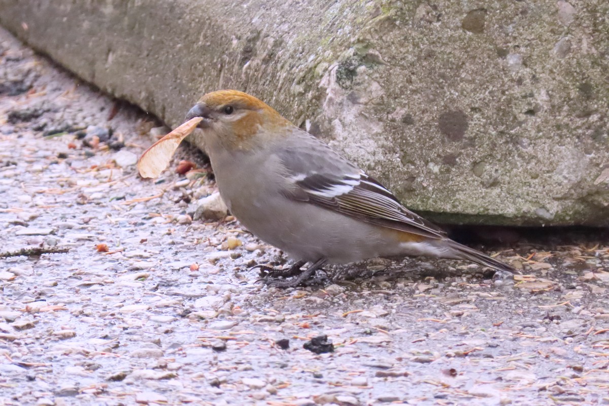 Pinu-gailupa - ML645956714