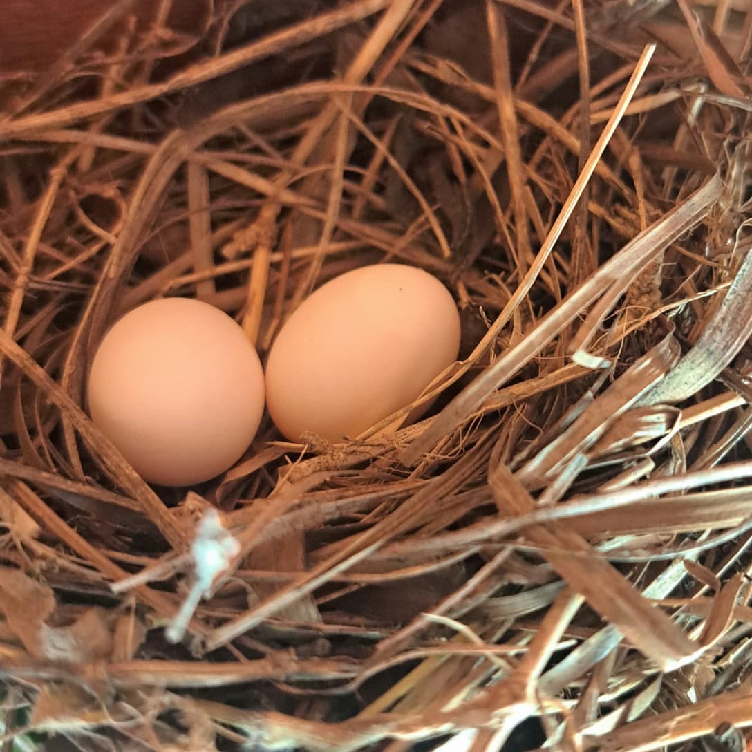 Ruddy Ground Dove - ML645956730