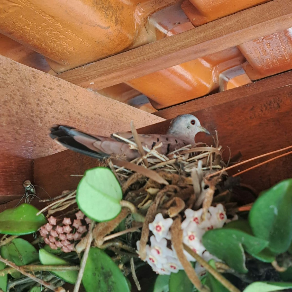 Ruddy Ground Dove - ML645956731