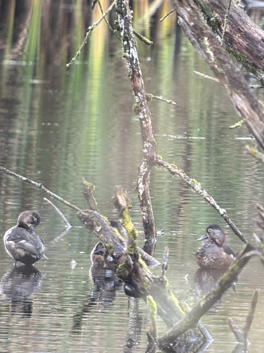 Ring-necked Duck - ML645956732