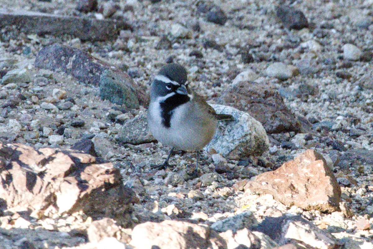 Black-throated Sparrow - ML645956735