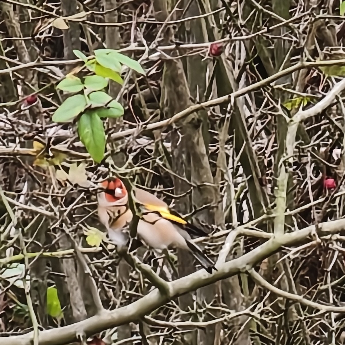 Бор бужирга - ML645956742