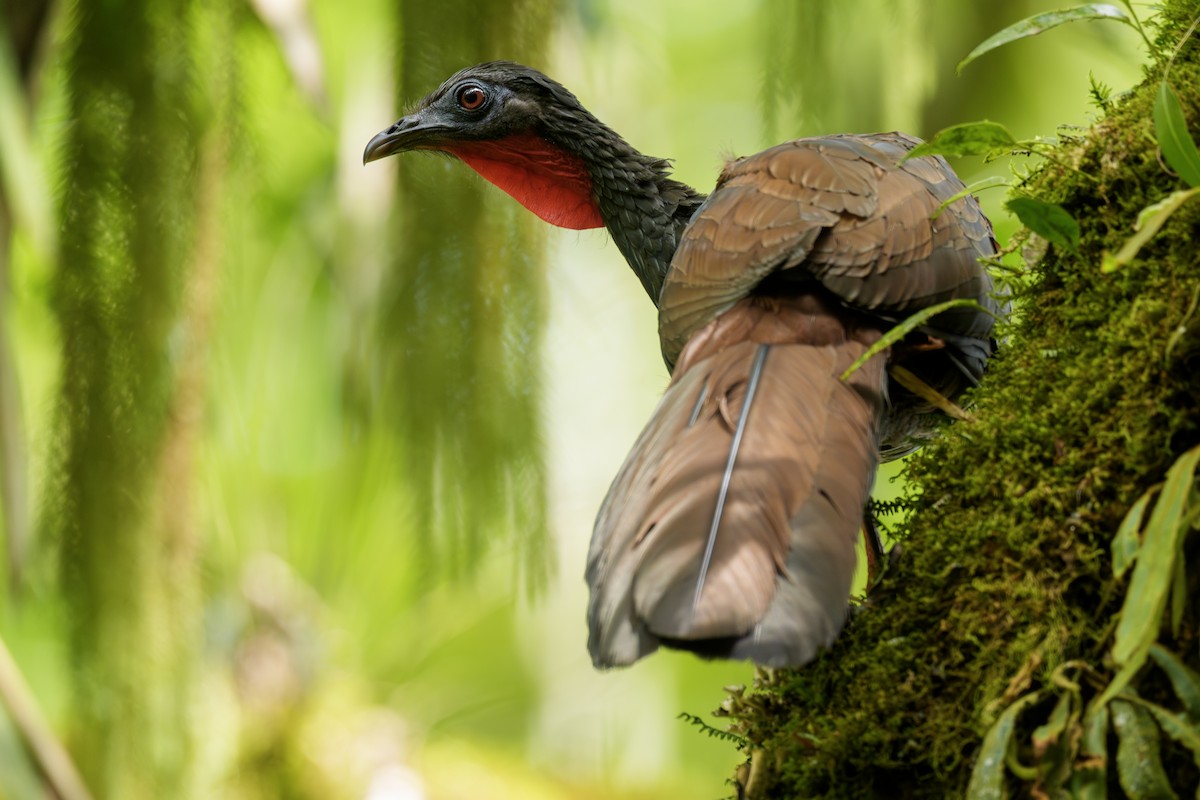 Cauca Guan - ML645956743