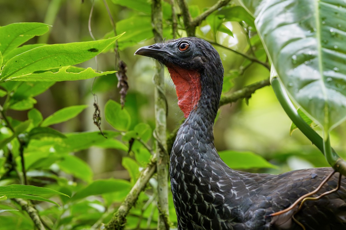 Cauca Guan - ML645956744