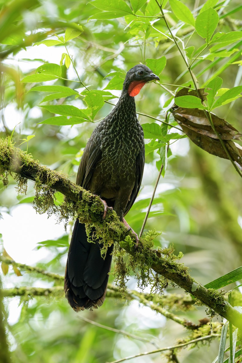Cauca Guan - ML645956745